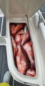 Bucketful of Red Snapper